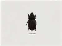 藏品(椰子犀角金龜)的圖片